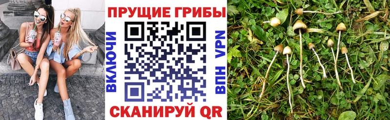 Псилоцибиновые грибы мицелий OMG онион Углегорск наркошоп